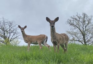 The Game Commission changed the 1st day of rifle deer season in 2019. Some rural Pa. businesses want to see it switched back.