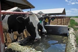 Pennsylvania among first states where USDA will test milk from dairy farms to track bird flu outbreak