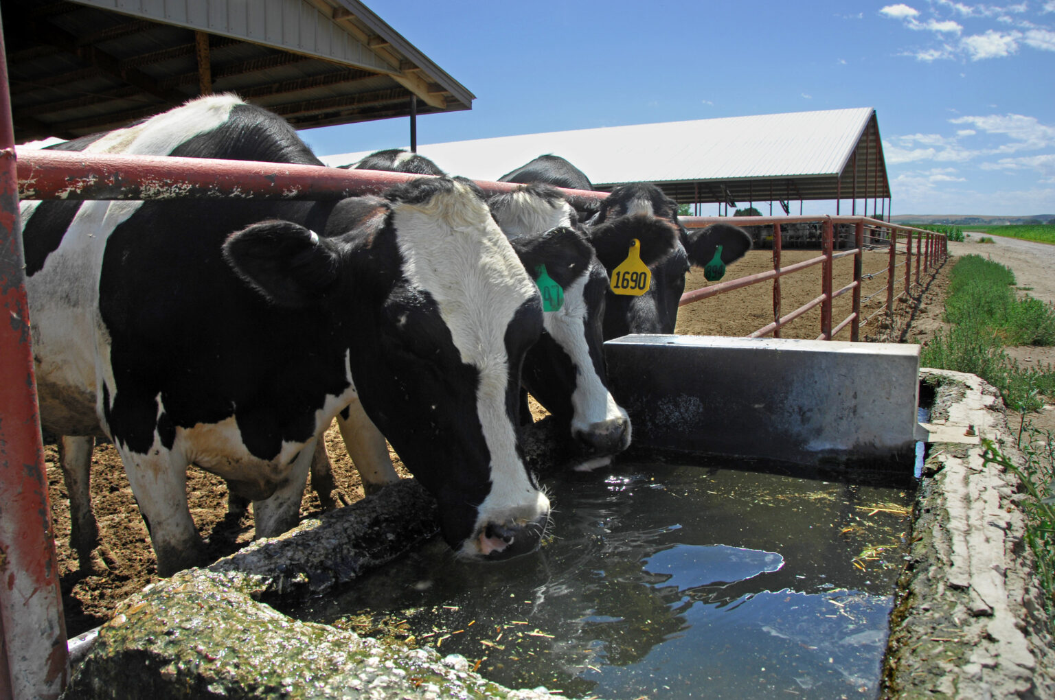 dairycattleusda 1536x1020 1