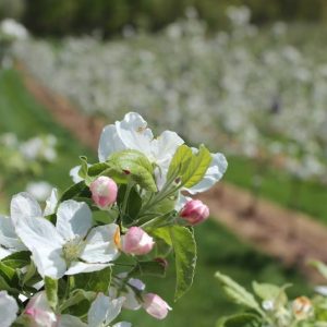 blossom trail