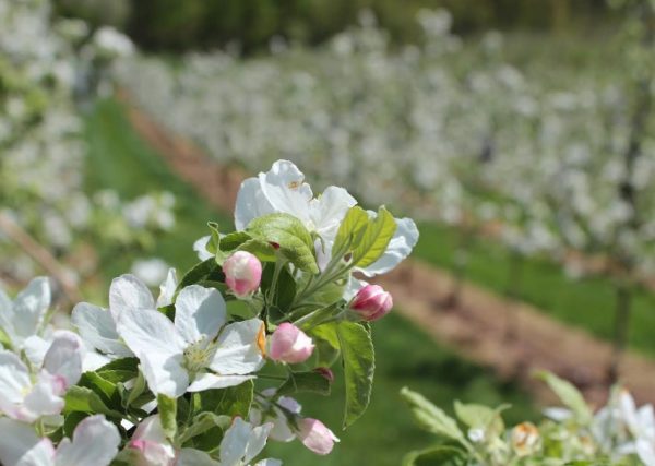 blossom trail