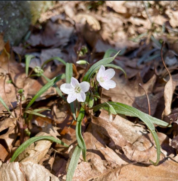 Cultivating Resilience