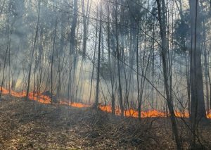 You can help as wildfires spread across Michaux State Forest
