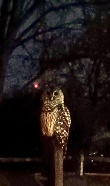 late night visit 1