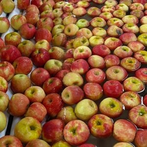 apples