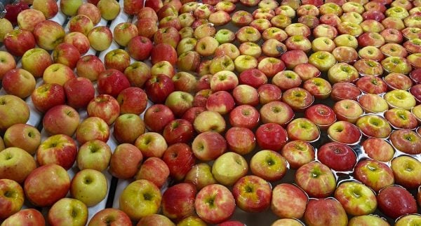 apples