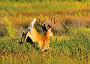 Park Deer Management Program Will Run September 2025 Through March 2026