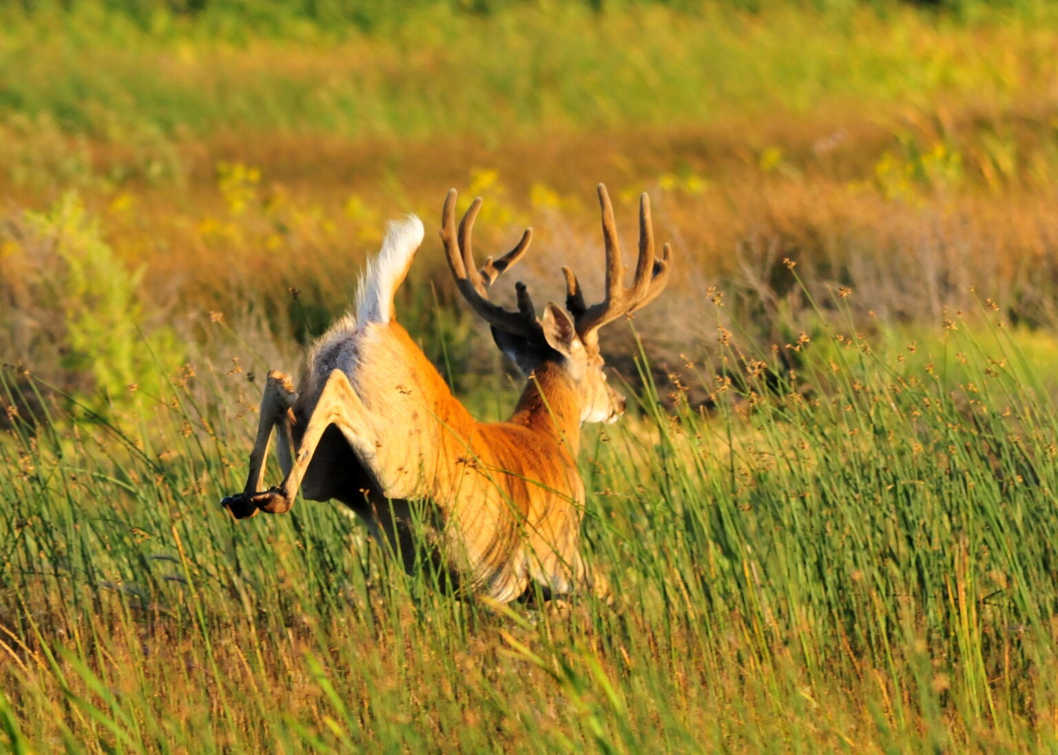 white tailed deer 1536x1096 1