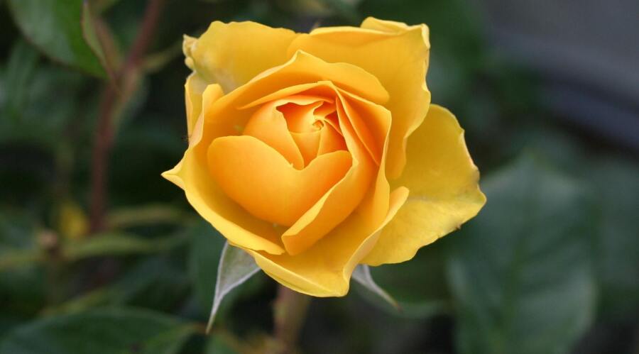 Obituary:  Emma Garrett Devilbiss