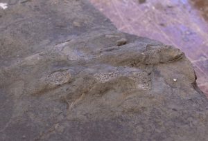 Stone Containing Dinosaur Fossil on “Dinosaur Bridge” Vandalized