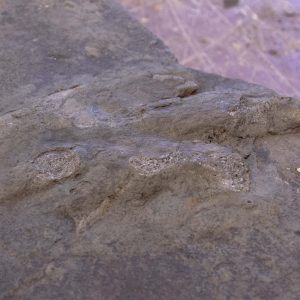 Anchisauripus fossil