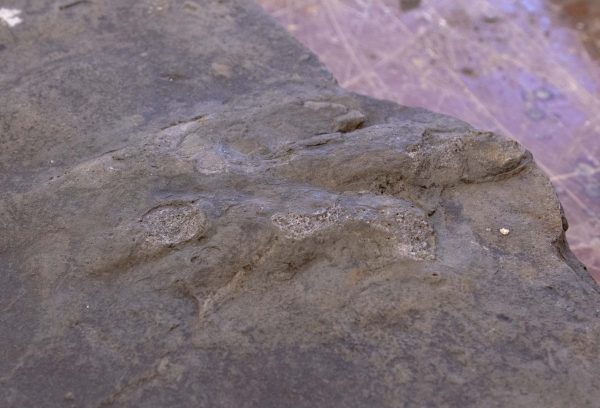 Anchisauripus fossil