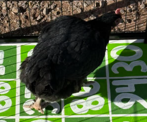 Adams County Farmers Market Debuts First-Ever “Chicken Poop Bingo” Food Assistance Fundraiser