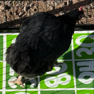 chicken poop bingo