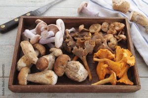 Mid-Atlantic mushroom foragers collect 160 species for food, medicine, art and science