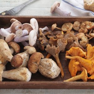 wild mushroom selection