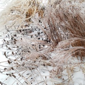 winter garden
