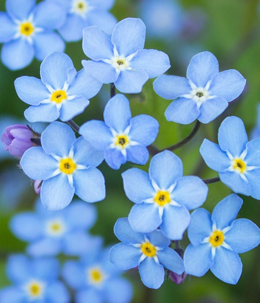 Obituary:  Mary Butler George