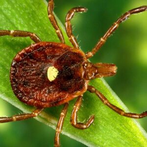 lone star tick