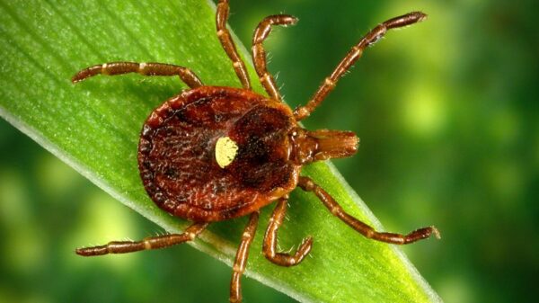 lone star tick