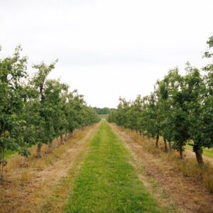 29428 gov cropFreeze DZ 018