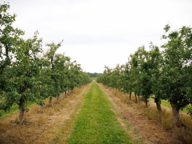 Central Pa. fruit farmers cope with damaged crops from April freeze