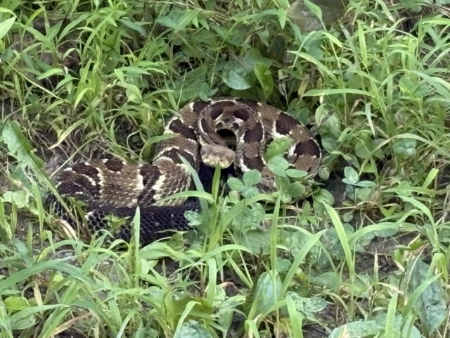 South Mountain Serpents