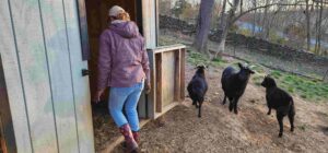 PA Local Heroes: The farm owner who turned her property into a haven for military vets, families