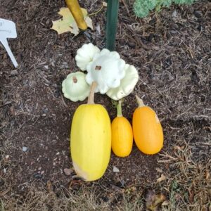 fall harvest mar