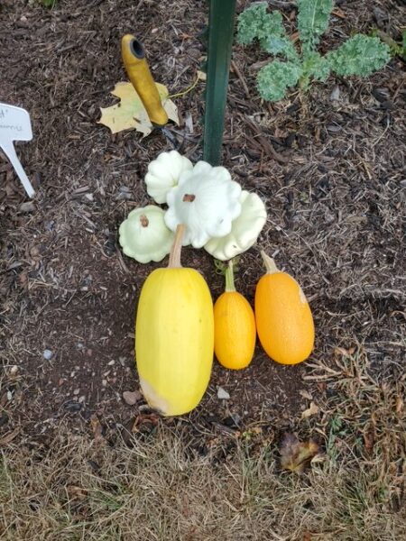 fall harvest mar