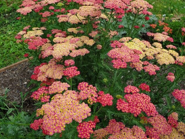 A Day in the Life of a Gardener
