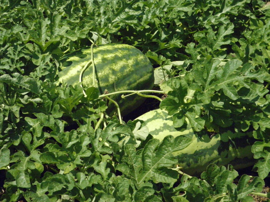 P8090010