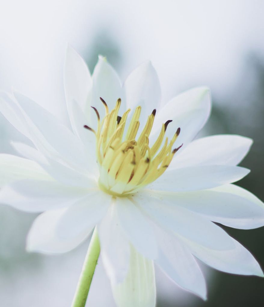 Obituary:  Norma Jean Bupp