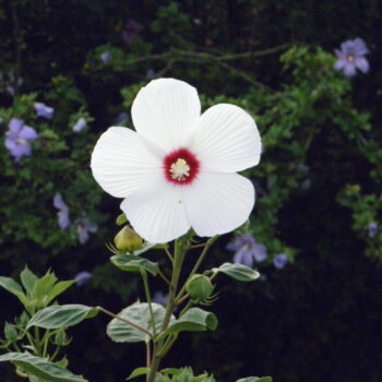Summer 2026 Photo Contest 7 P8040003