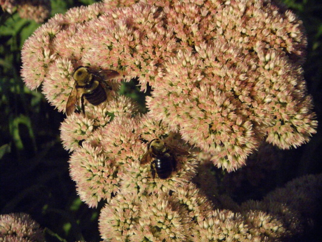 P9090050
