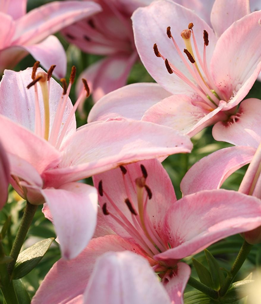 Obituary:  Mary C. Plank