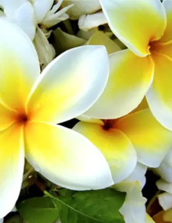 Obituary:  Nancy Hunt Crabbin