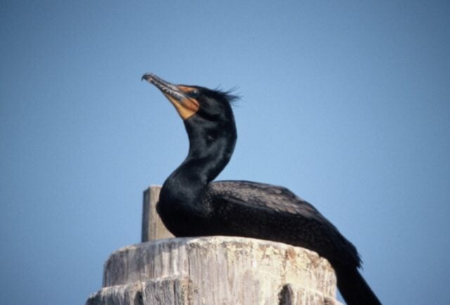 Cormorant Season?