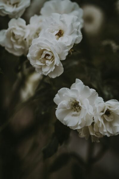 White roses, memorial image